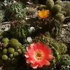 echinopsis