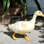 El pato miguel, le gusta andar por casa