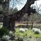 Roble y plantas, foto Charo y Jose