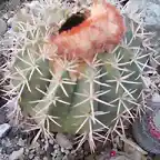 melocactus daado por nieve