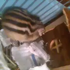 Goku me ensea el culo