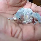 Unos de los peques