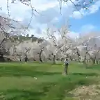 Benimantell, almendros