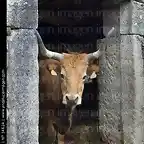 Vaca en puerta de cuadra