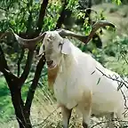 Macho de cabra valenciana, Foto J. Piera