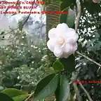 Camellia japonica 'CAMURA'