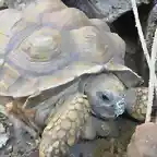 KURCHATOVIO mi tortugo que est en casa de la abu!