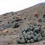 Copiapoa longistaminea