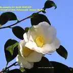 camellia japonica 'Alba Simplex