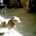 perro gordo