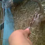 Tiffa Come de mi mano