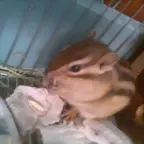 Goku Sabe comer solo xDDD