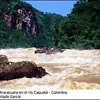 RIO CAQUETA