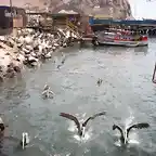 ARICA CIUDAD DE LA ETERNA  PRIMAVERA