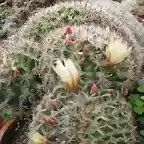 cristata mammilaria