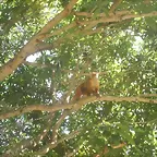 monito