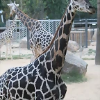Zoo Barcelona 13-09-10 319