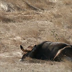 Zoo Lunaret + Sigean 18 i 19-09-10 1145