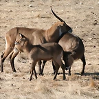 Zoo Lunaret + Sigean 18 i 19-09-10 1139