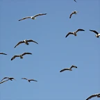 Zoo de Barcelona 12-03-12 300