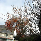 DSCN9474