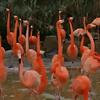 Zoo de Barcelona 23-02-11 391