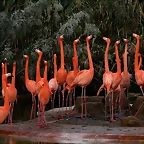 Zoo de Barcelona 23-02-11 375