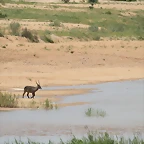 Johannesburg Kruger març 2009 1079