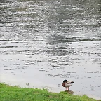 20-IMG_4954