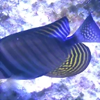 Zebrasoma desjardinii (16-8-13 Morsk? svet, Holesovice)
