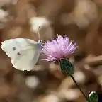 11, mariposa en la retama, marca