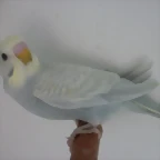 1 pollo 4-12-11