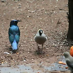 Krugersdorp Game Reserve 24-01-09 041
