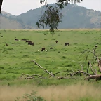Krugersdorp Game Reserve 24-01-09 096