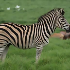 Krugersdorp Game Reserve 24-01-09 147