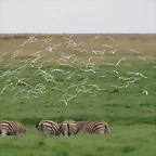 Krugersdorp Game Reserve 24-01-09 160