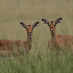 Krugersdorp Game Reserve 24-01-09 182