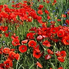 Amapolas 026