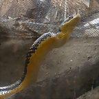 Pseustes shropshirei 1 (7-10-23 Bioparque Amaru, det as Phrynonax)