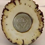 MONEDA
