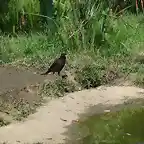 CANTABRIA (cabarceno y zoo de santillana) 628