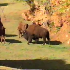 26-European and American bison