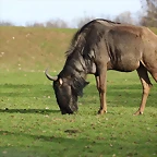 Plaisance du Touch 06-01-12 501