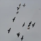 Plaisance du Touch 06-01-12 111