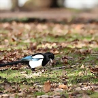 Plaisance du Touch 06-01-12 124