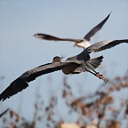Zoo Barcelona 21-01-12 219