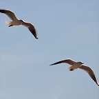 Zoo Barcelona 21-01-12 223