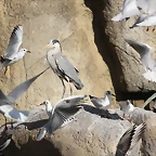 Zoo Barcelona 21-01-12 258
