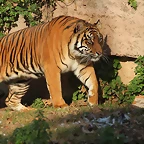Zoo Barcelona 21-01-12 970