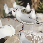 Zoo Barcelona 21-01-12 269